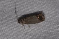 Cydia pomonella