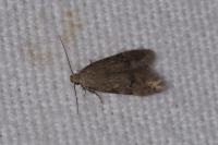 Teleiodes vulgella