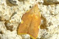 Carcina quercana