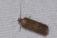 Bryotropha terrella