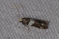 Recurvaria leucatella