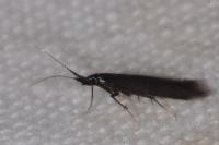 Coleophora albitarsella