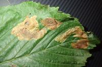 Cameraria ohridella