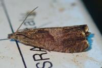 Dichrorampha simpliciana