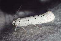 Yponomeuta