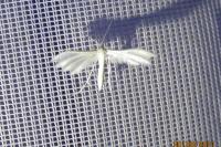 Pterophorus pentadactylus