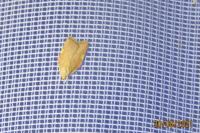 Carcina quercana