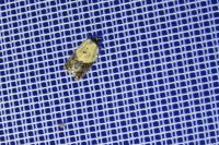 Acleris variegana