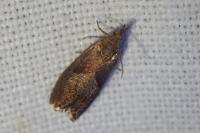 Dichrorampha simpliciana