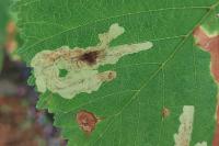 Cameraria ohridella