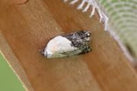 Acleris variegana