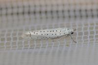 Yponomeuta evonymella