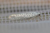 Yponomeuta evonymella