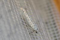 Yponomeuta evonymella