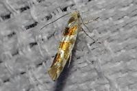 Argyresthia goedartella
