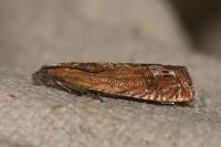 Lathronympha strigana