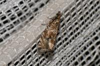 Celypha lacunana