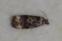 Endothenia