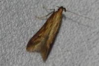 Metzneria neuropterella