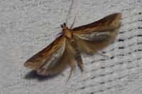 Metzneria neuropterella
