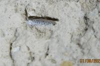 Yponomeuta