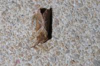 Triodia sylvina