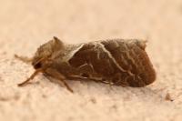 Triodia sylvina