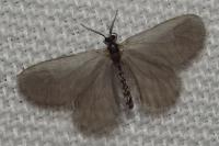 Sterrhopterix