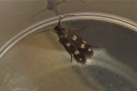 Scythris scopolella