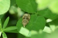 Celypha lacunana