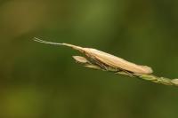 Coleophora ochrea
