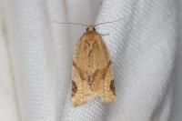 Paramesia gnomana