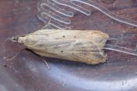 Dichomeris limosella