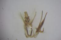 Dichomeris limosella