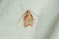 Carcina quercana