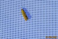 Lathronympha strigana