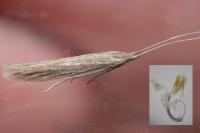 Coleophora versurella