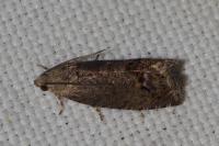 Cydia splendana