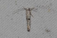 Yponomeuta plumbella