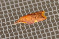 Carcina quercana