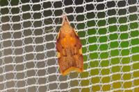 Carcina quercana