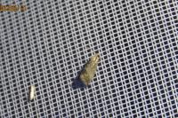 Cydia splendana