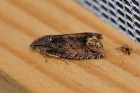 Cydia splendana