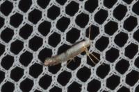 Argyresthia spinosella