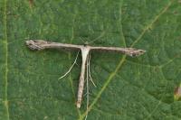 Stenoptilodes taprobanes
