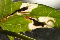 Chrysoesthia sexguttella