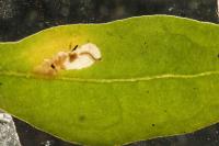 Chrysoesthia sexguttella