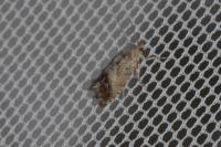 Cydia splendana
