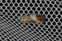 Pammene fasciana