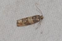 Piniphila bifasciana